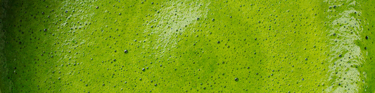 Conditions for Specialty Matcha Preference Acquisition - Opinion